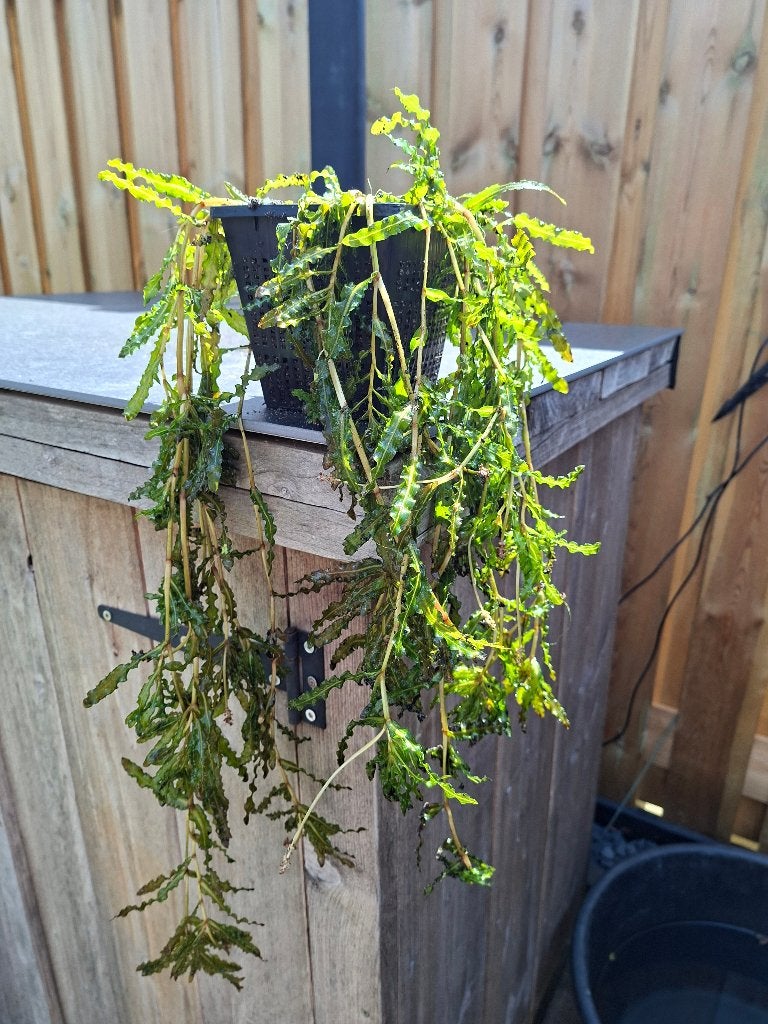 Fonteinkruid, Tuin en Terras, Ophalen, Nieuw, Overige typen