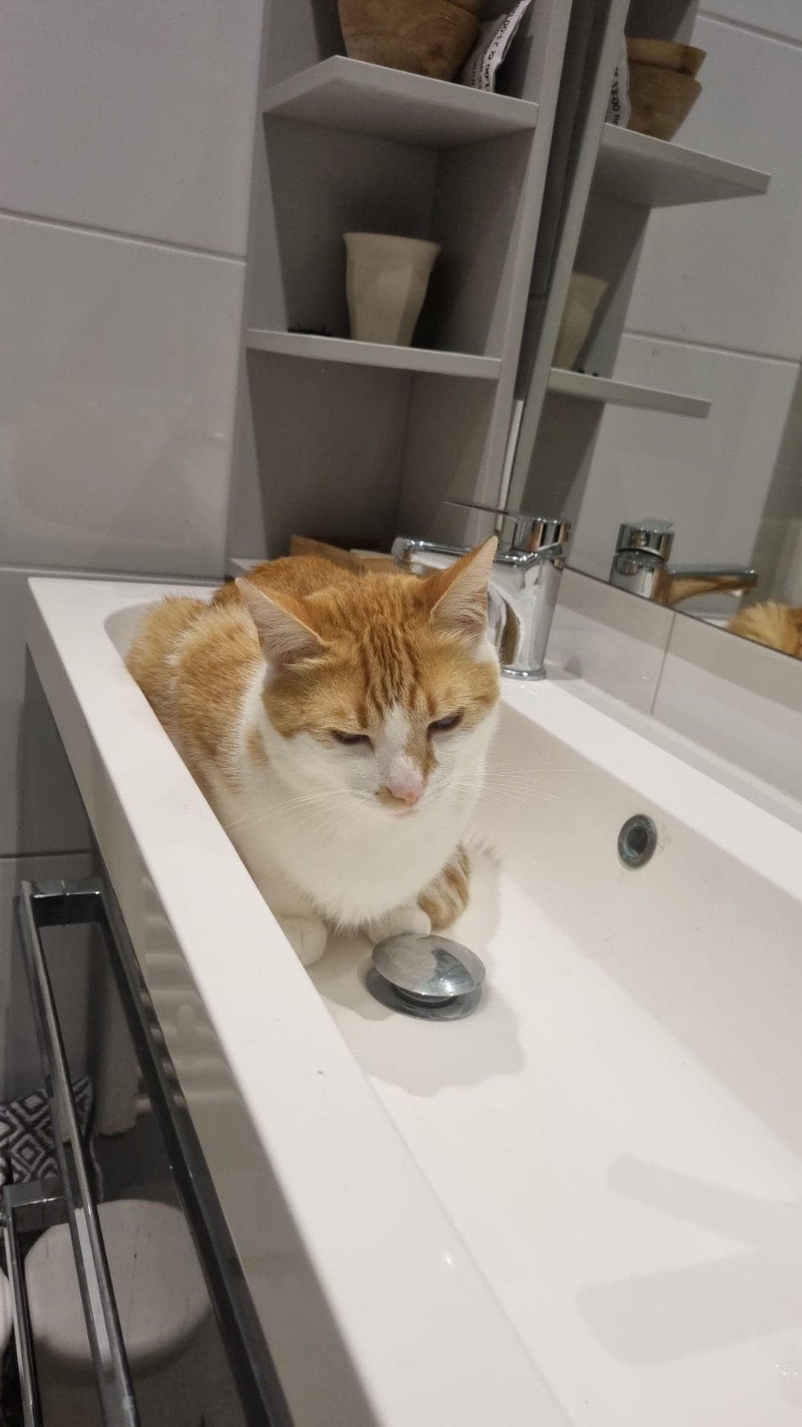 een zeer lieve aanhankelijke rode kater en zwarte poes, Meerdere dieren, 3 tot 5 jaar