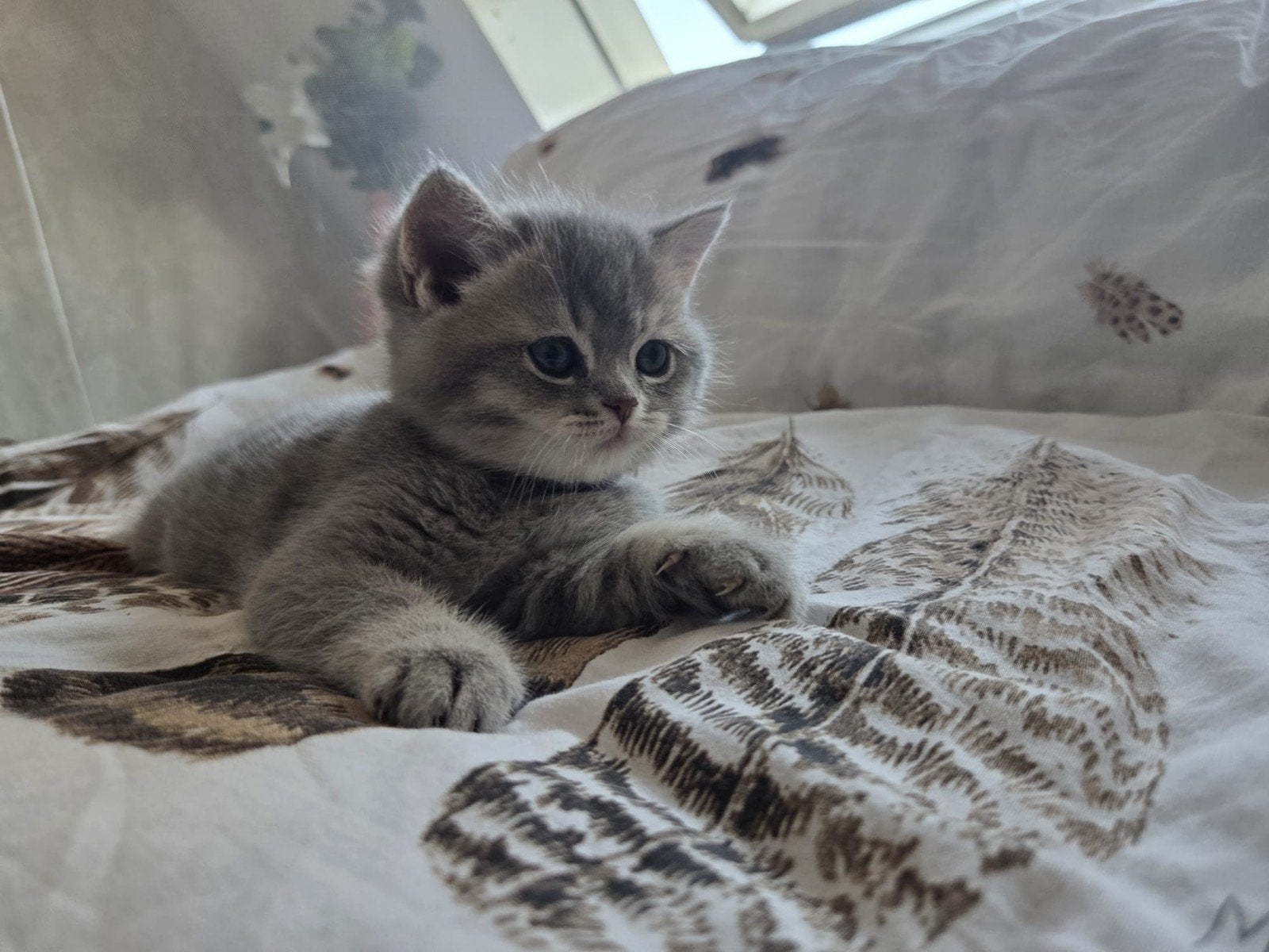 Zeer sociale Britse Korthaar Kittens., Dieren en Toebehoren, Katten en Kittens | Overige Katten, Geslacht onbekend, Kortharig