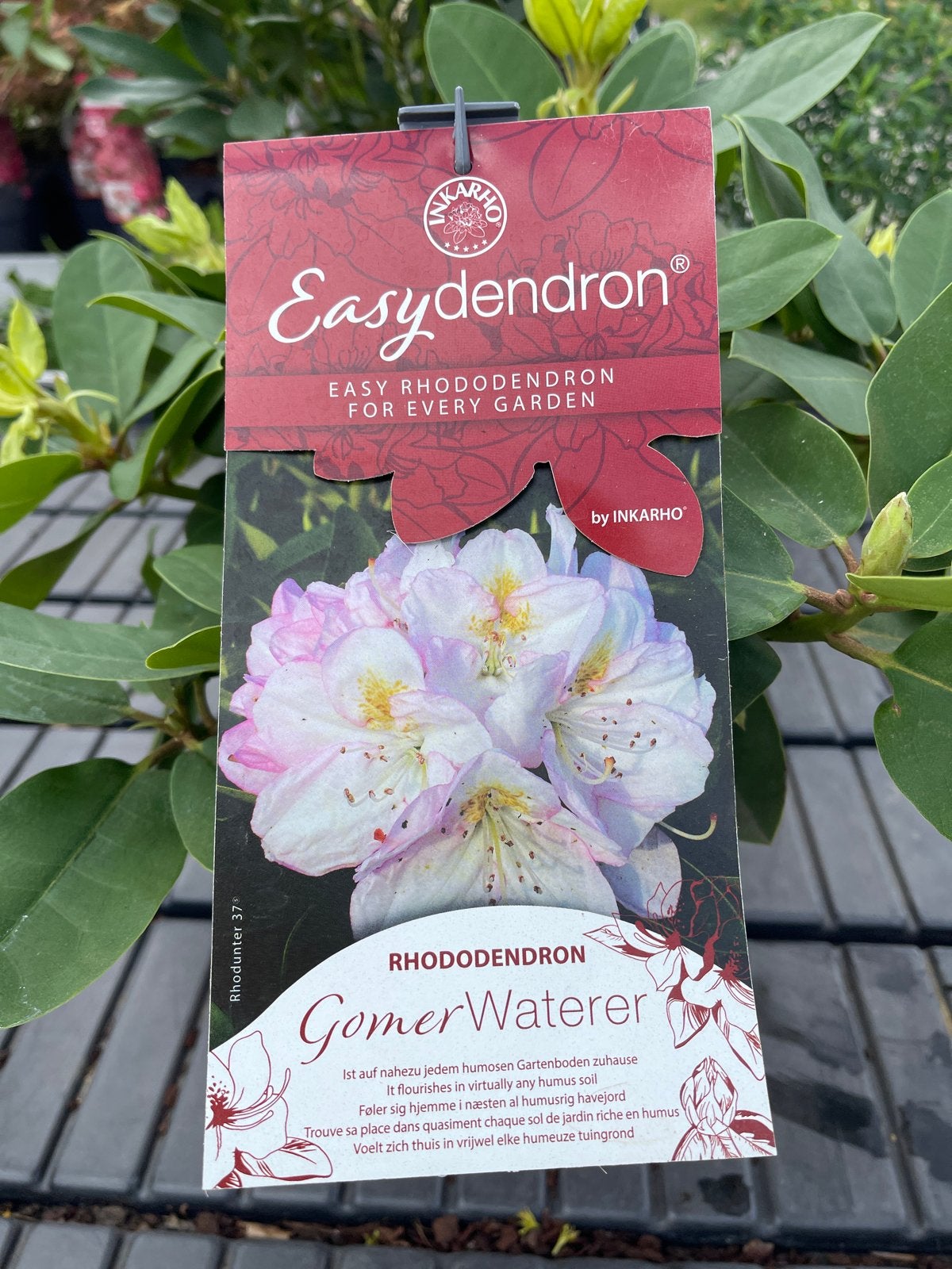 Rhododendron Gomer Waterer - Prachtige Easy Rhododendron, Vaste plant, Halfschaduw, Lente, Ophalen