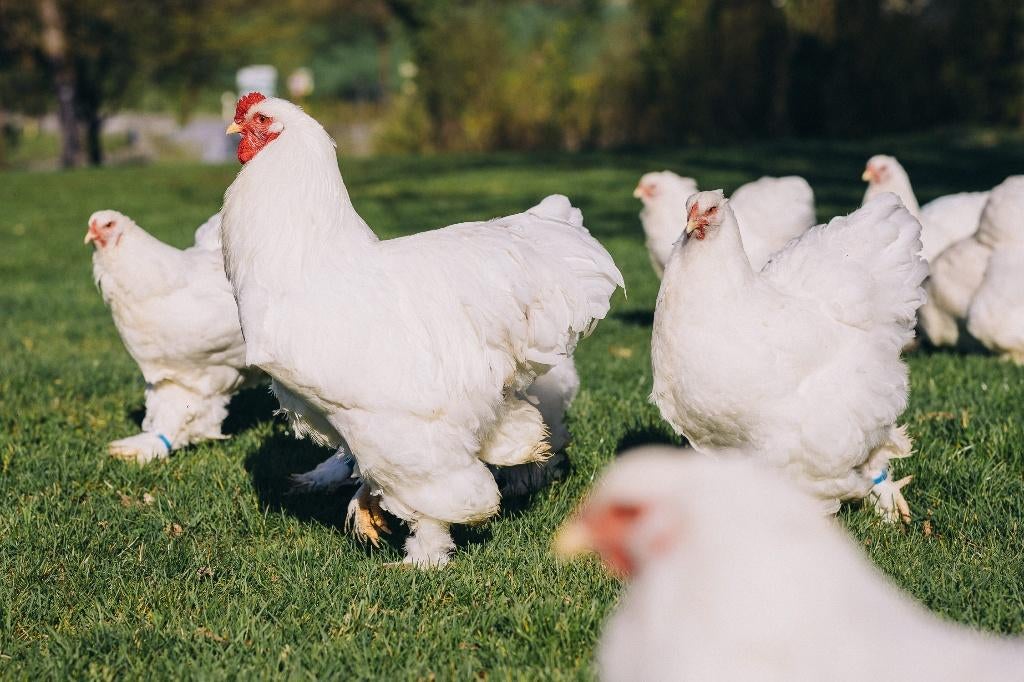 Broedeieren Brahma wit, Dieren en Toebehoren, Pluimvee, Geslacht onbekend, Kip