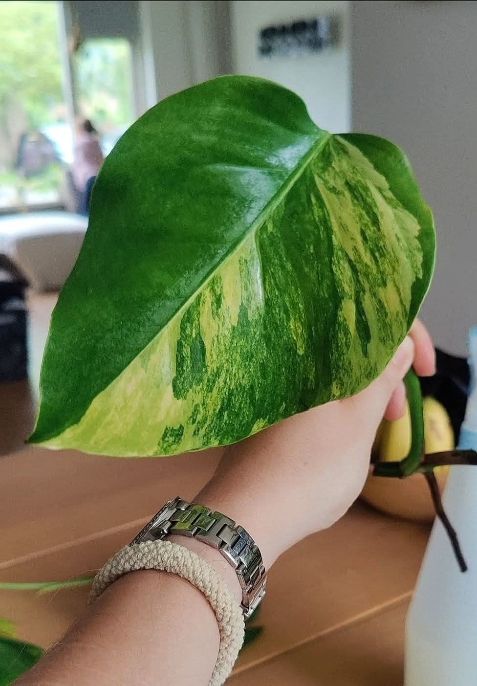 Monstera Aurea yellow variegata stek, Ophalen, Halfschaduw, Minder dan 100 cm