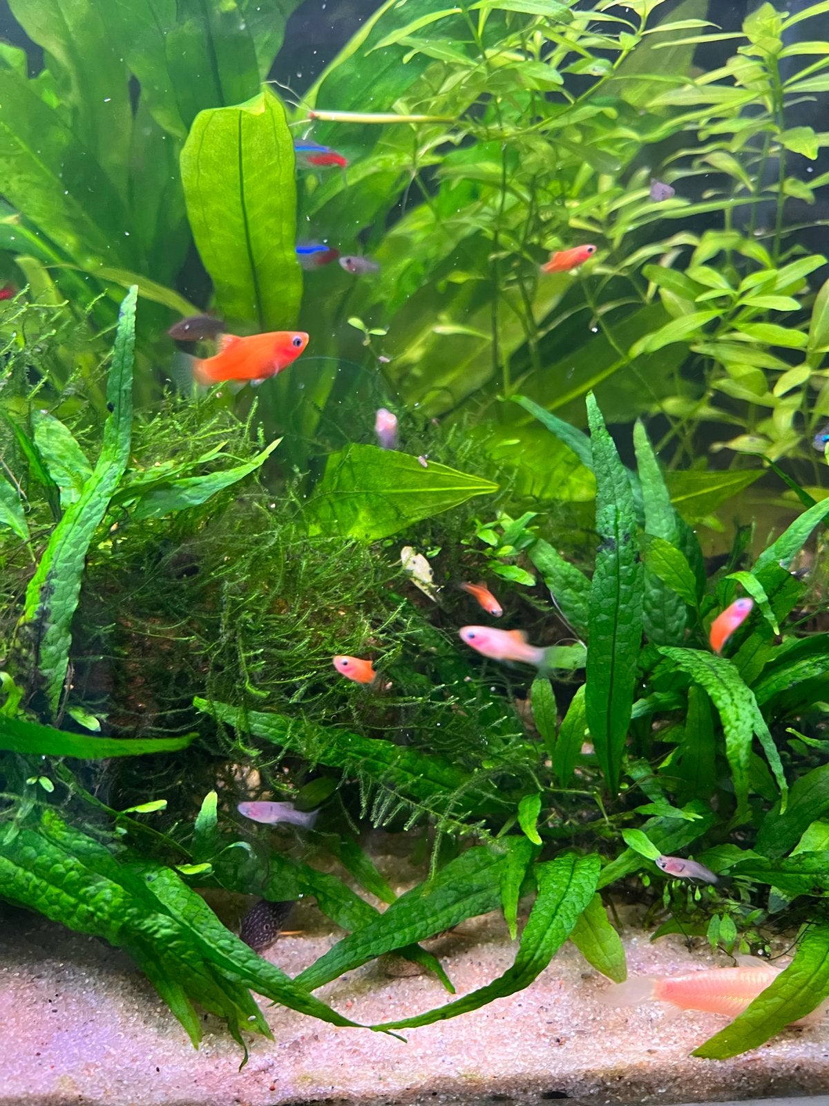 Platy baby, Dieren en Toebehoren