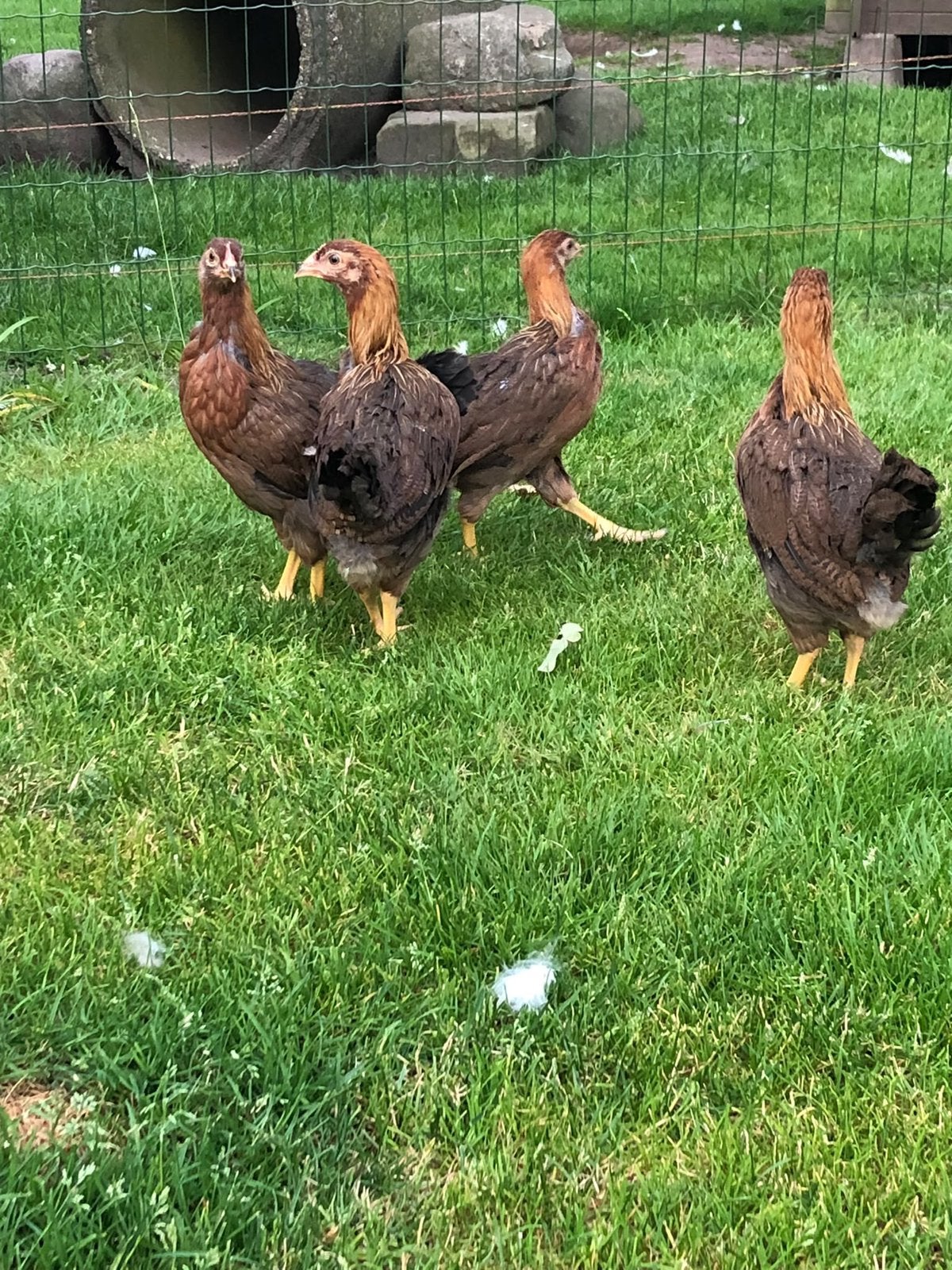 Welsumer Welsumers kippen hennen, Dieren en Toebehoren, Vrouwelijk, Kip