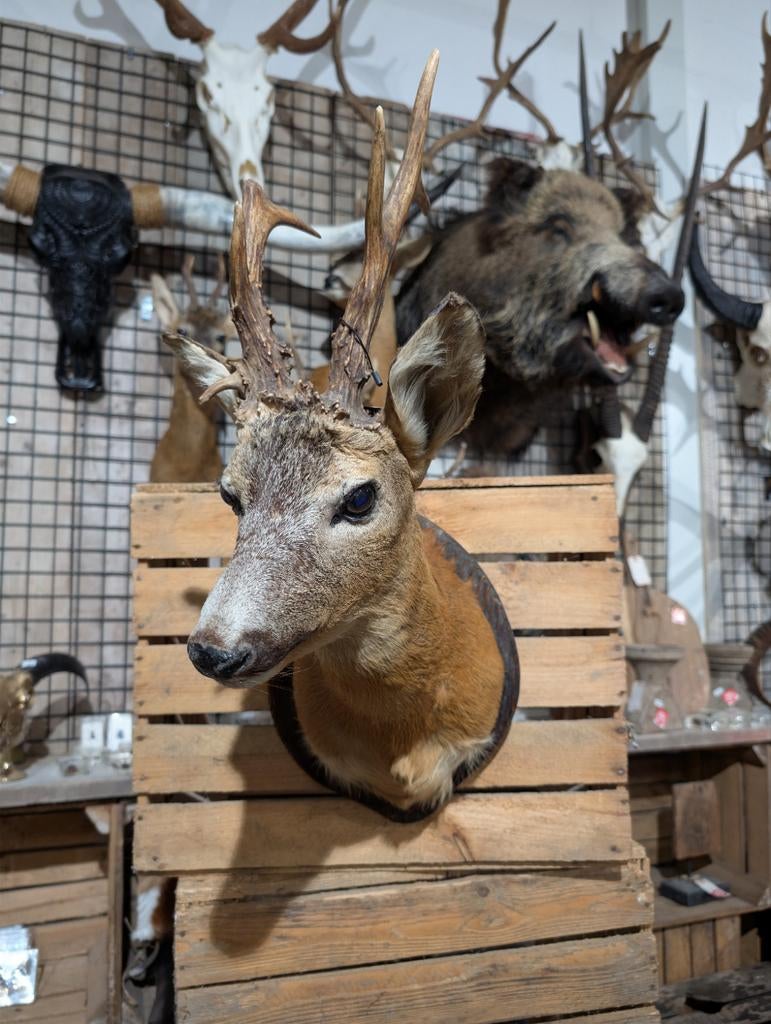 opgezet ree shoulder borst preparaat hert taxidermy, Ophalen of Verzenden, Nieuw, Opgezet dier