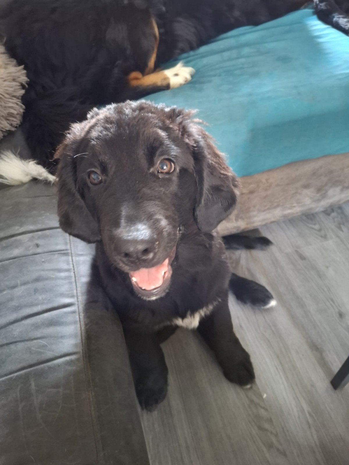 BOULAB PUPS, 8 tot 15 weken, Groot, Meerdere, Meerdere dieren