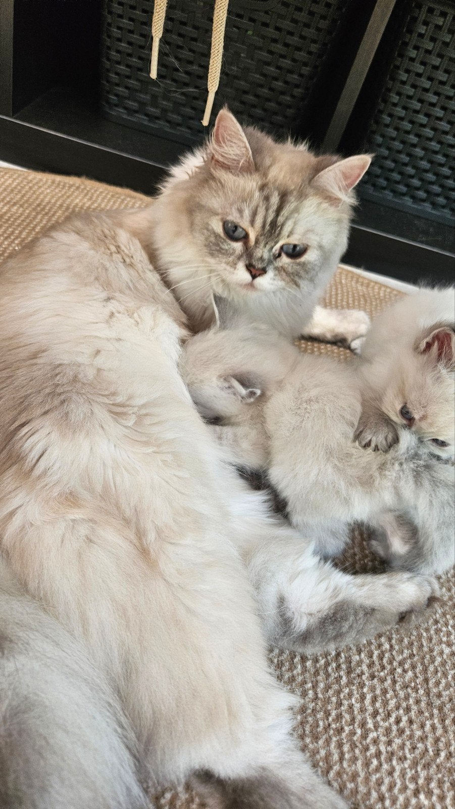 Prachtige Siberische Kittens te Reserveren –, Ontwormd, 0 tot 2 jaar