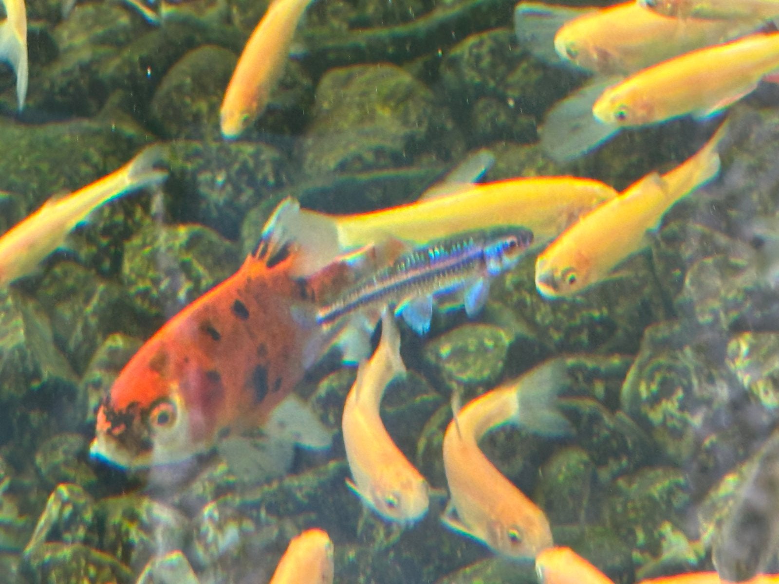 Rainbow shiners, Dieren en Toebehoren, Karper of Koi