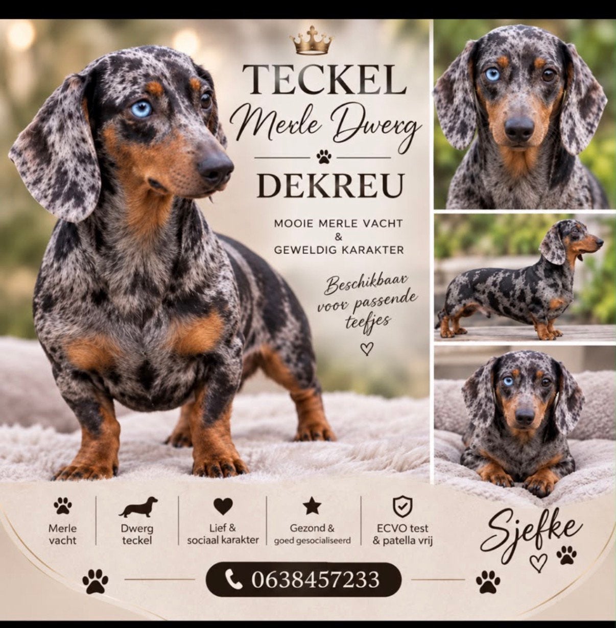 Prachtige ervaren dekreu merle, Reu, Eén hond, CDV (hondenziekte), 3 tot 5 jaar