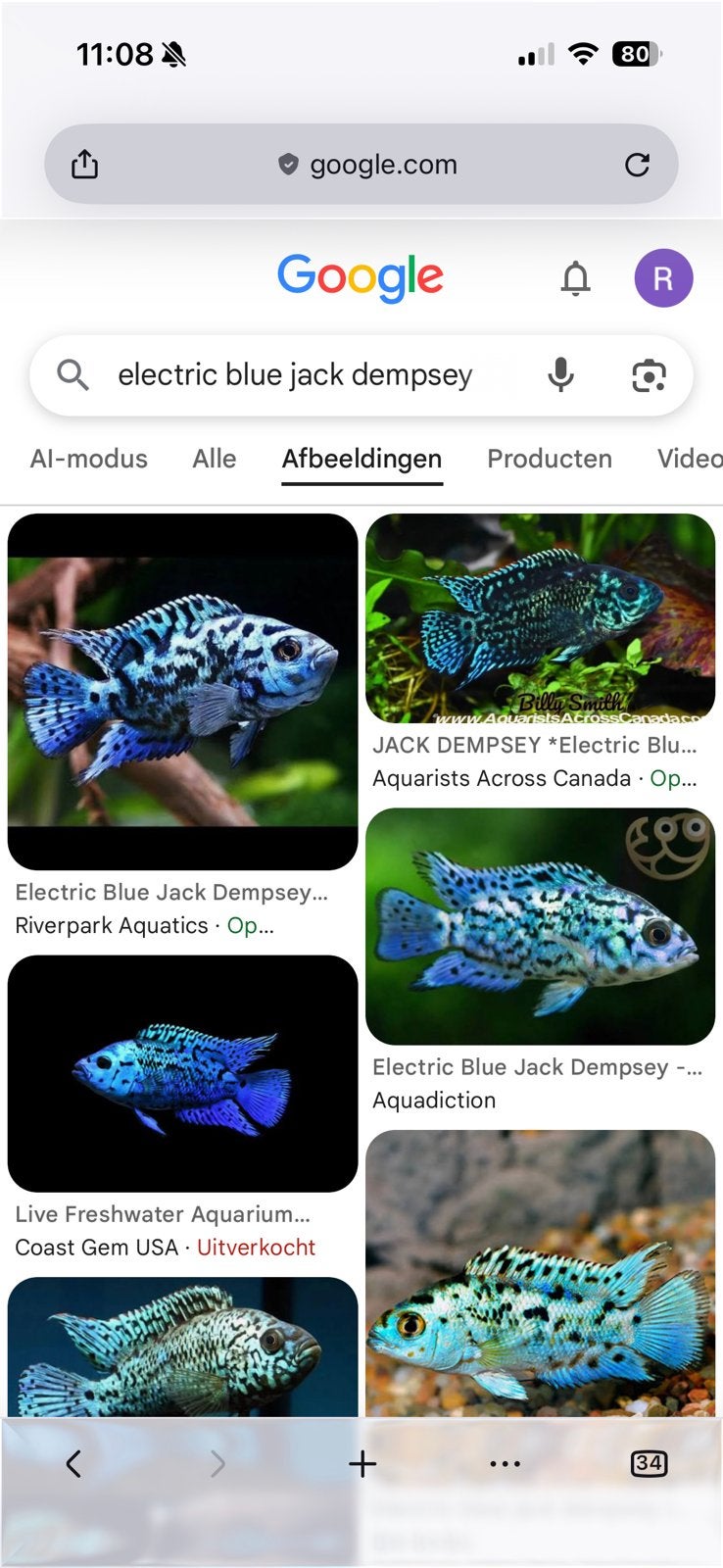 Gezocht, electric blue jack dempsey, Dieren en Toebehoren, Vissen | Aquariumvissen, Vis
