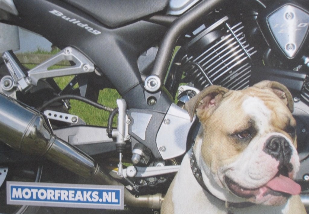 bulldog bij motor op nieuwe ansichtkaart - motorfreaks, Verzenden, 1980 tot heden, Ongelopen, Overige thema's