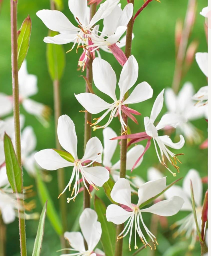 Gaura lindheimeri 'Whirling Butterflies prachtkaars, Tuin en Terras, Planten | Tuinplanten, Ophalen, Overige soorten, Volle zon