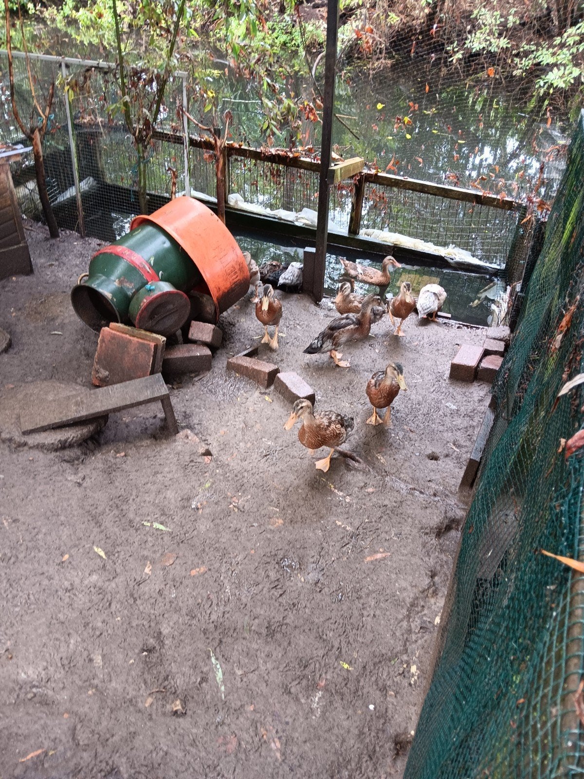 Loopeendjes., Meerdere dieren, Eend