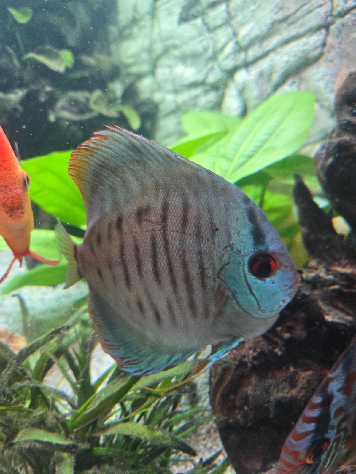 Koningsblauwe discus