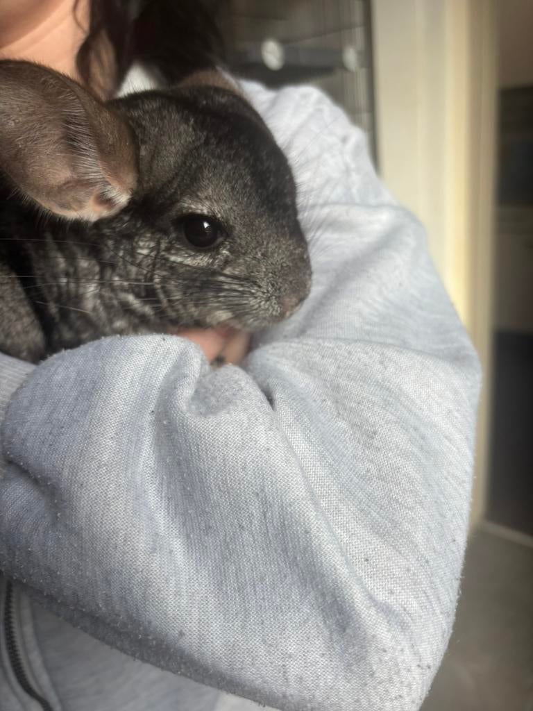 Lieve chinchilla bokje man 3 jaar oud. Gezond., Dieren en Toebehoren, Knaagdieren, Chinchilla, Mannelijk, Januari, Tam