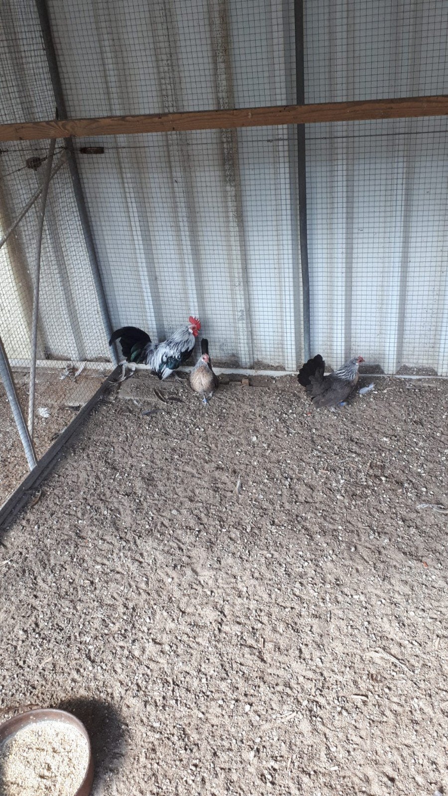 prachtige hollandse krieltjes, Dieren en Toebehoren, Pluimvee, Meerdere dieren, Kip