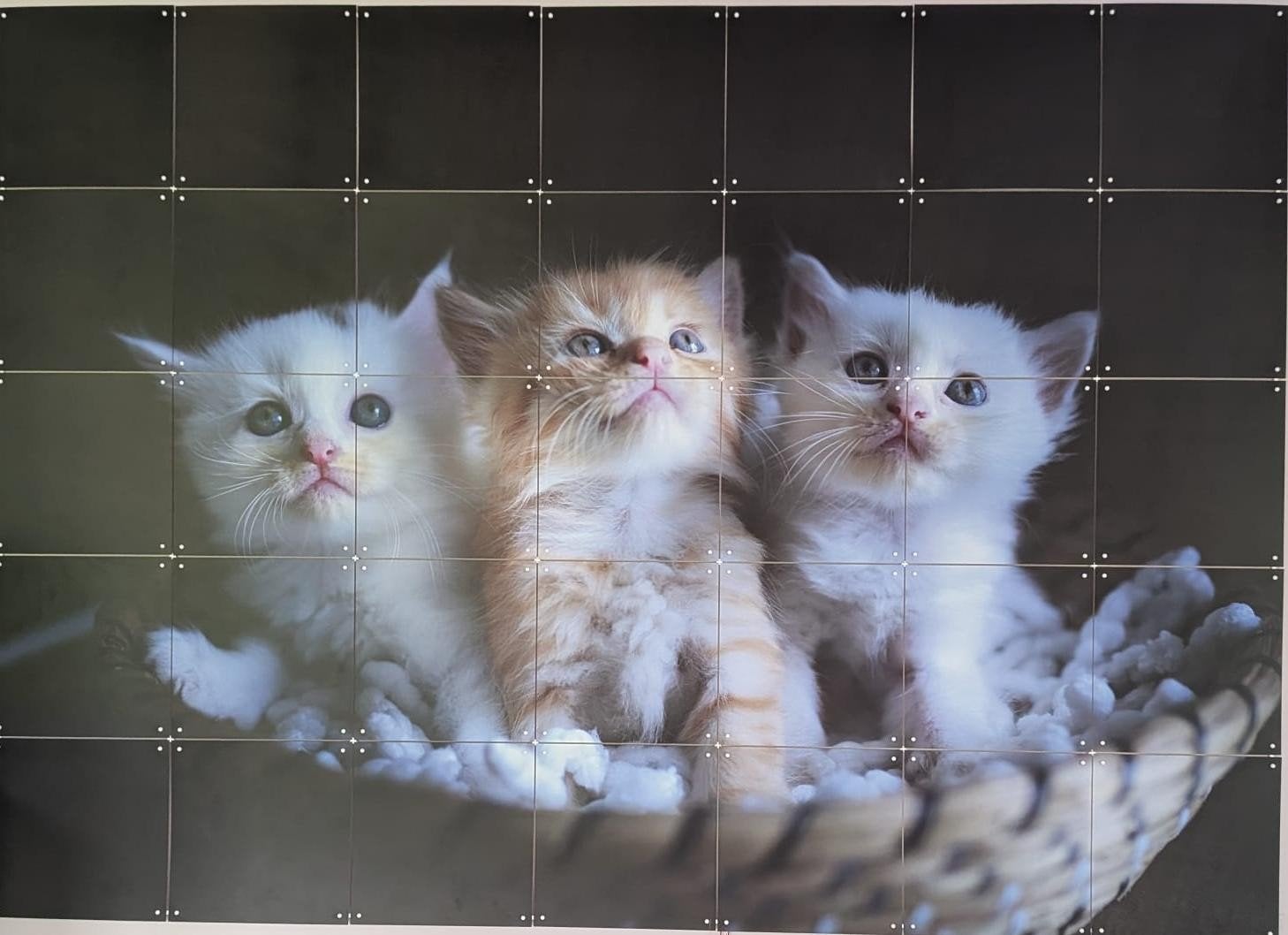 IXXI wanddecoratie met schattige kittens (100x140 cm), Ophalen of Verzenden, Zo goed als nieuw, 100 tot 125 cm, Print