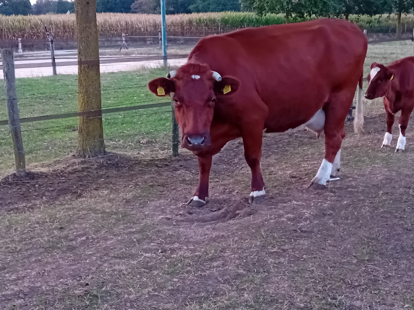 brandrode koe met vaarskalf en brandrode vaars en mrij vaars, Dieren en Toebehoren, Vrouwelijk