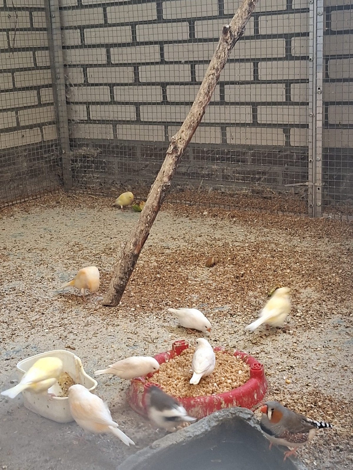 5 koppels kanaries, Dieren en Toebehoren, Meerdere dieren, Kleurkanarie