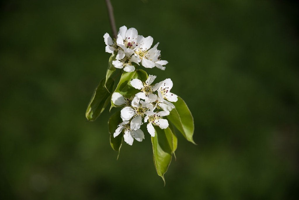 Bijzondere fruitbomen Chinapeer Early Shu, Lente, Overige soorten, Volle zon, In pot