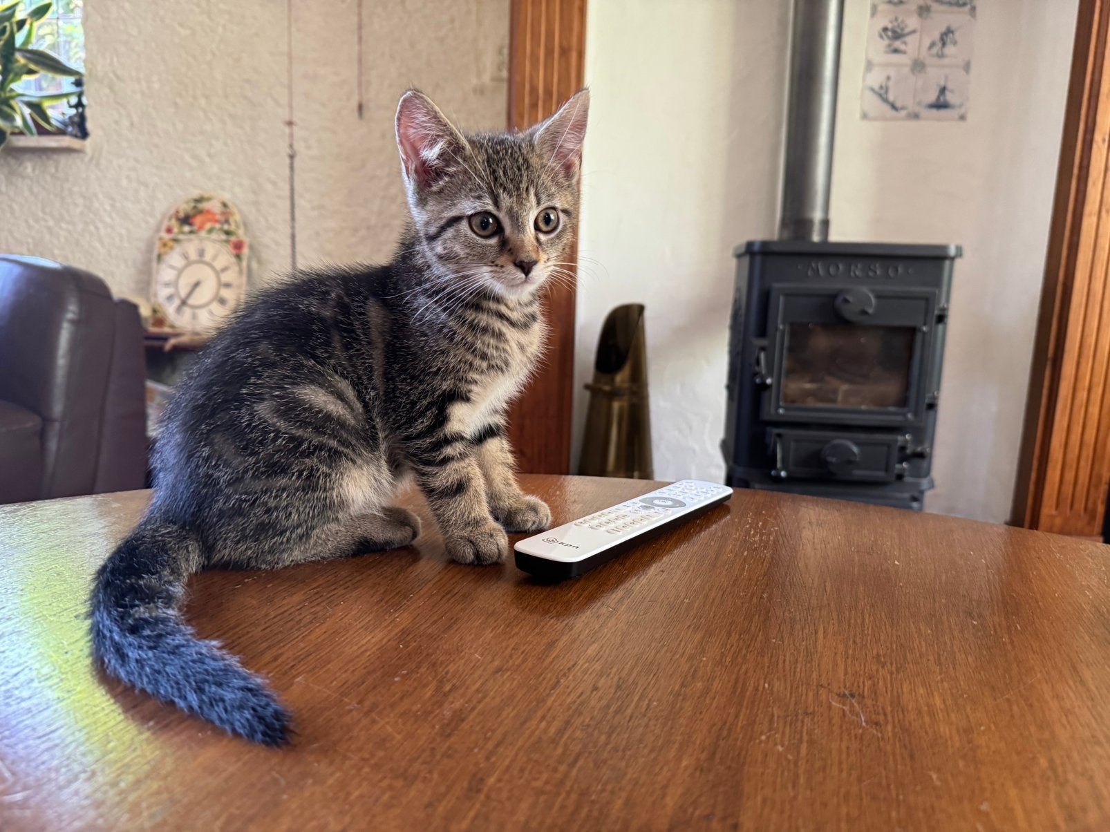 2 kittens, mogen per direct weg, Poes