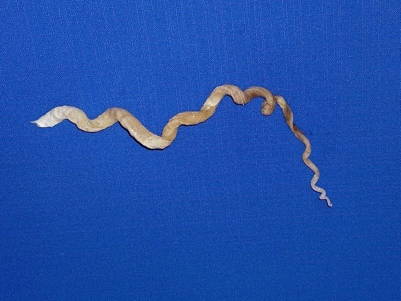 Schelpen, Tenagodus anguinus, Ophalen of Verzenden, Schelp(en)
