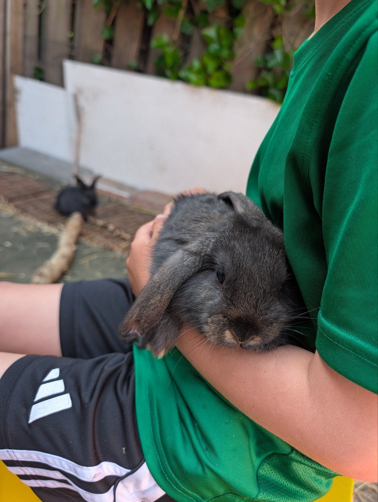 Hangoor konijnen, Meerdere dieren, Hangoor