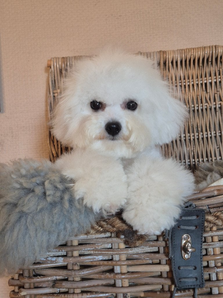 # Prachtige Bichon Frisé #, Parvo, Nederland, 15 weken tot 1 jaar, Overige rassen
