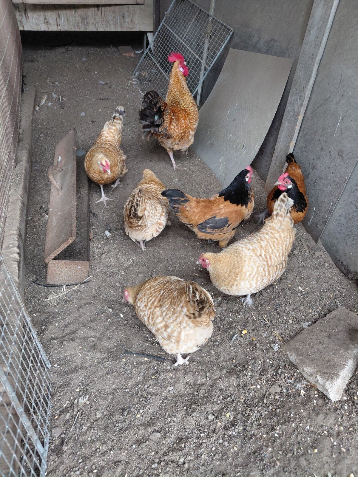 SCHITTERENDE vorwerk krielen te koop, Dieren en Toebehoren, Pluimvee, Meerdere dieren, Kip