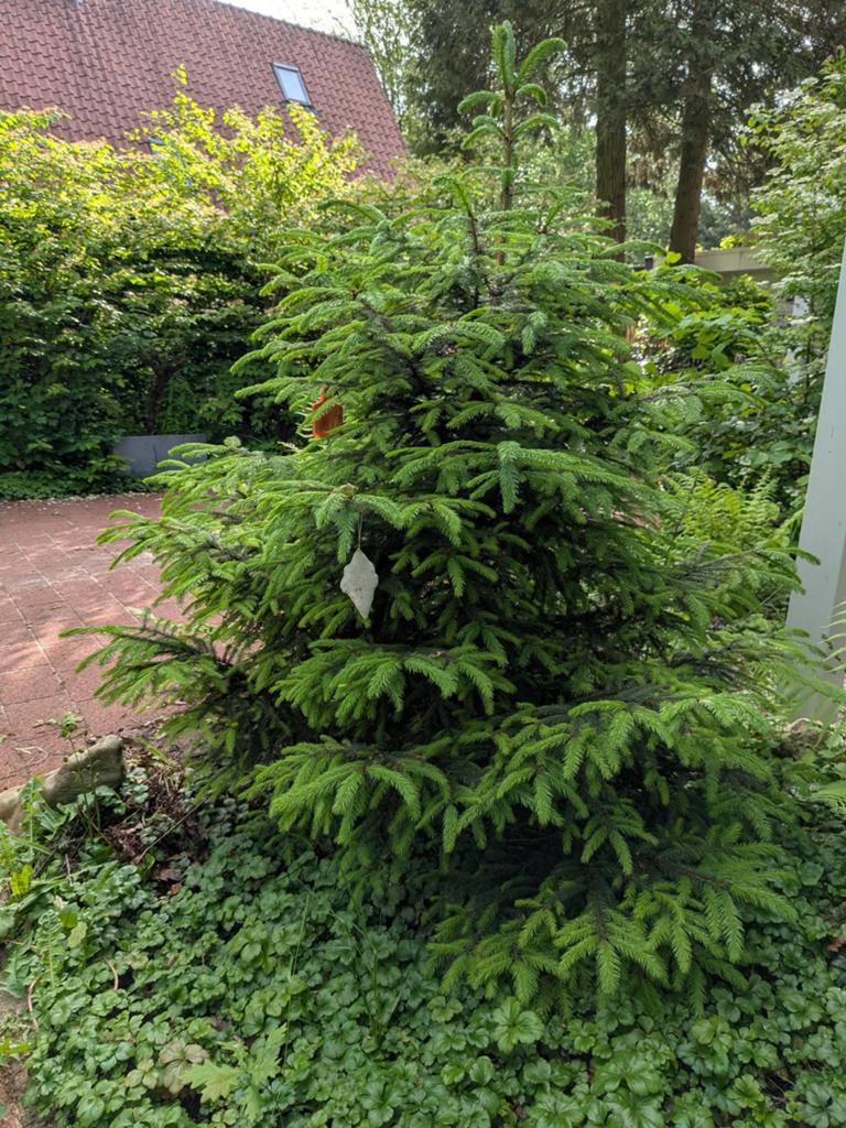 Mooie volle spar / kerstboom voor tuin – 1,7 meter, Ophalen, Overige soorten, Volle zon