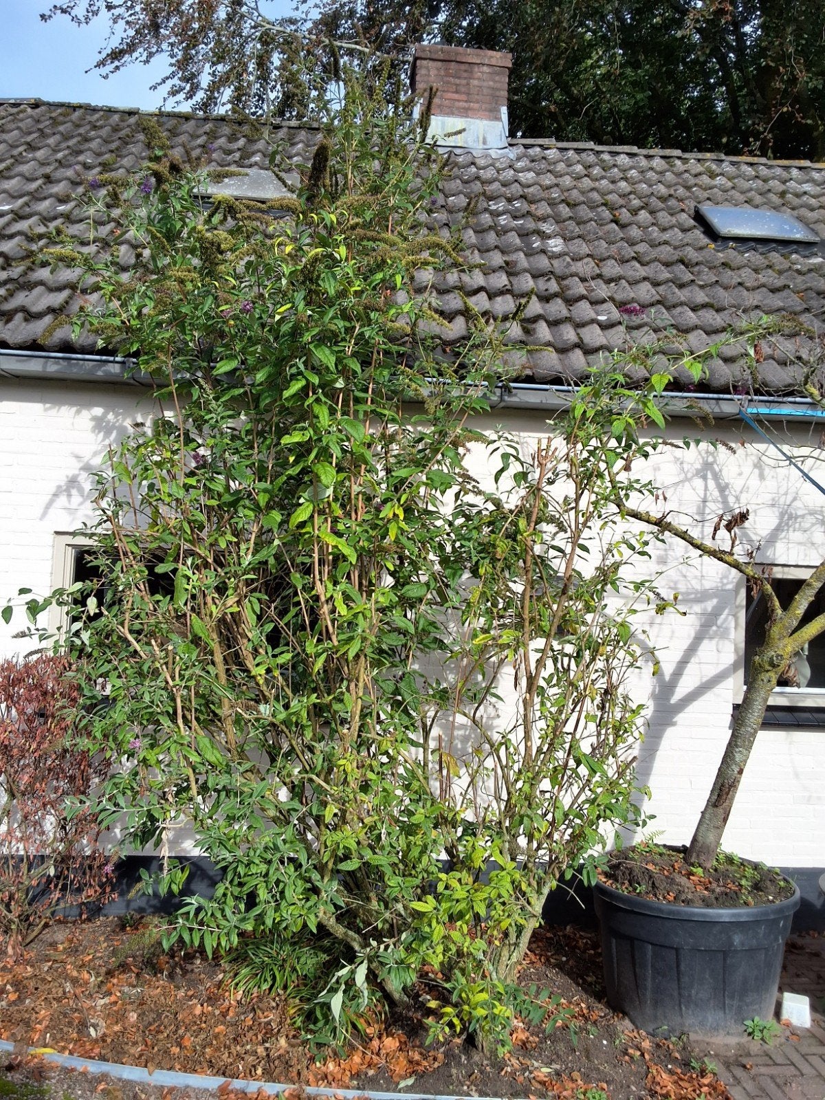 Vlinderstruik 350-400 cm, Ophalen, Vlinderstruik, Struik, 250 cm of meer