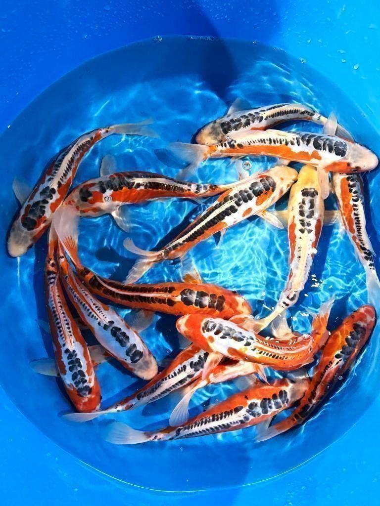 De mooiste Japankoi koop je in Dalen , G&D Koi en aquaria, Dieren en Toebehoren, Vissen | Vijvervissen, Karper of Koi
