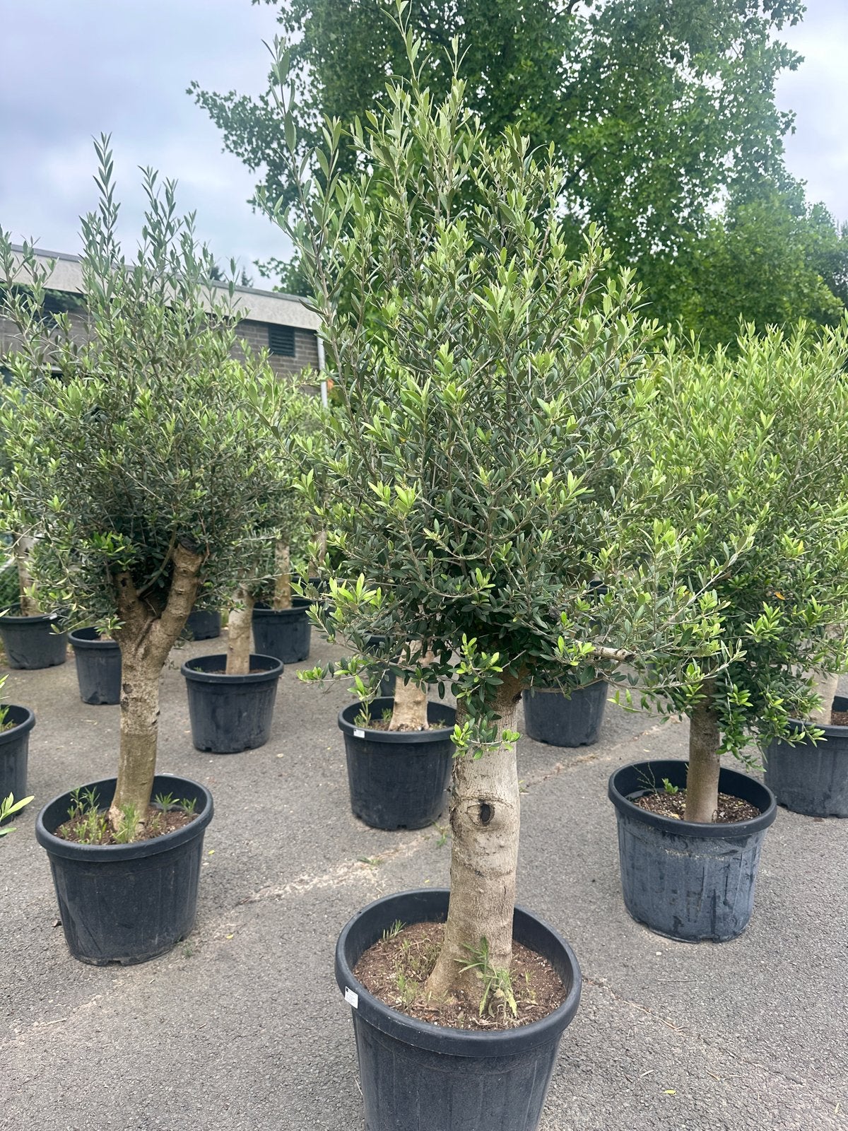 Olijfboom - 45lt 30/40 stam 170/180cm, Tuin en Terras, Lente, 100 tot 250 cm, Olijfboom, Ophalen