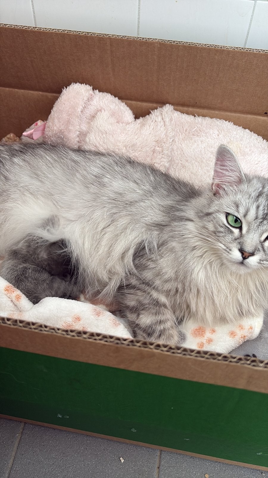 Herplaatsing Ragdoll, Meerdere dieren, Gechipt, 0 tot 2 jaar