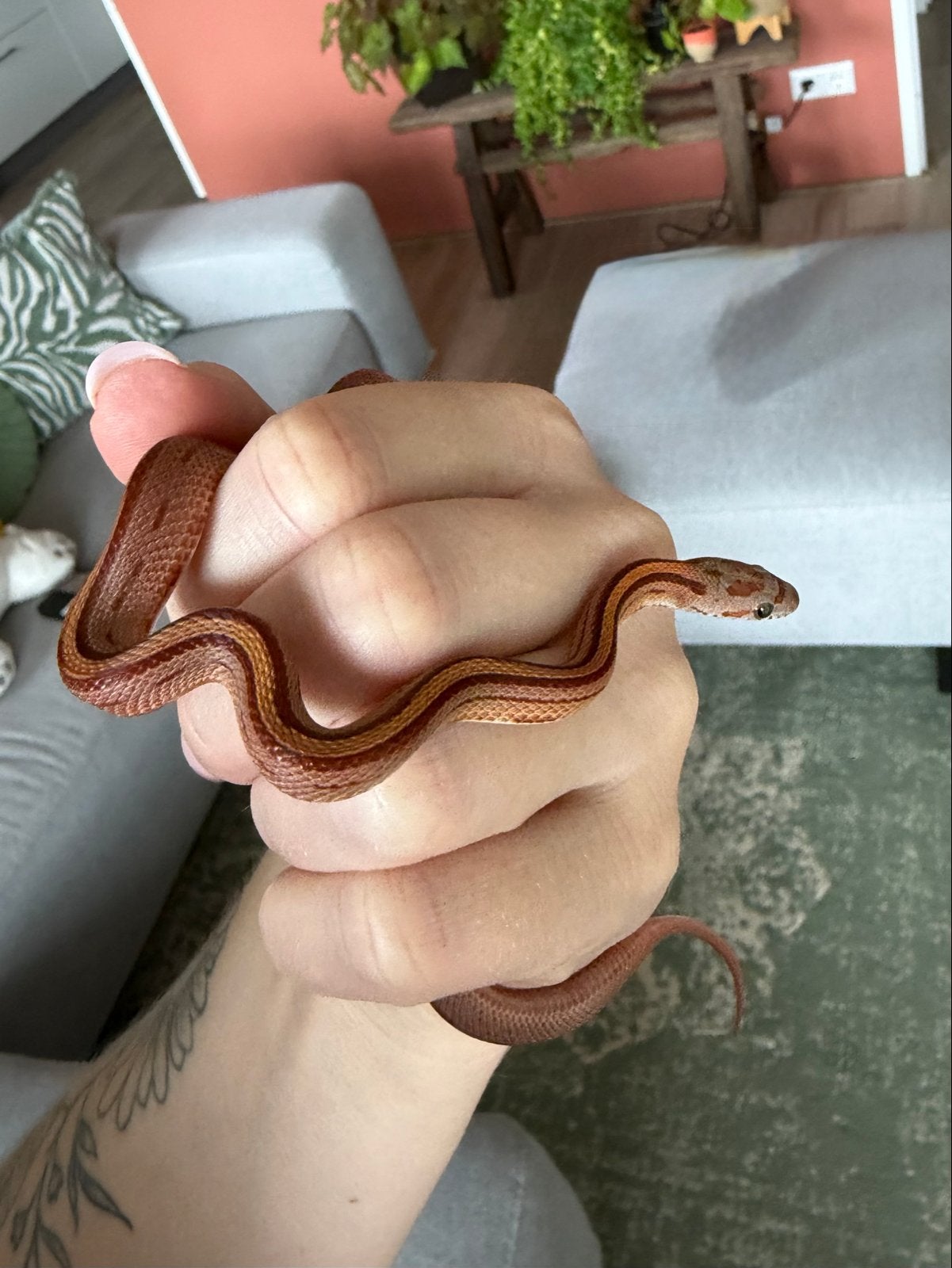 Rattenslang (jong) Rat Snake - unknown for sale from Lisanne van Oeveren