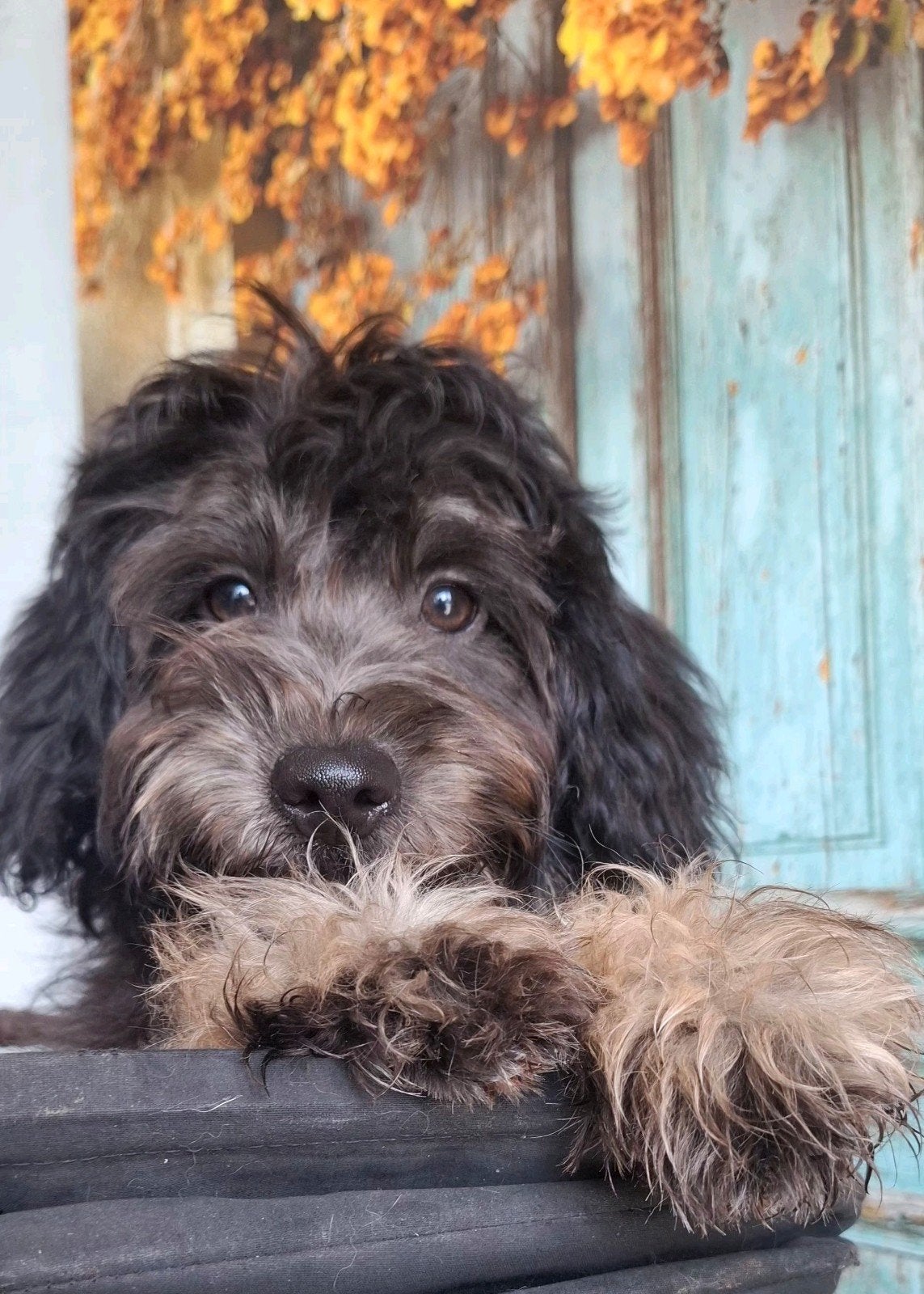 Super leuke, klein blijvend doodle pupje (pomapoo), Parvo, Overige rassen, 8 tot 15 weken, Meerdere
