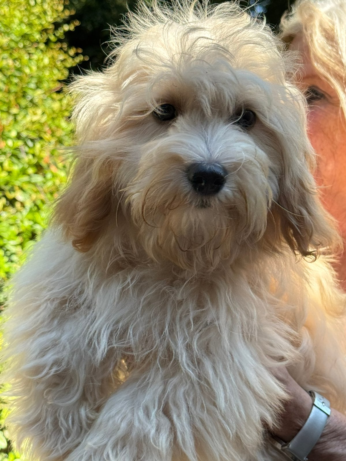 Lieve middelgrote Doodles (Maltipoo) geschikt bij allergie