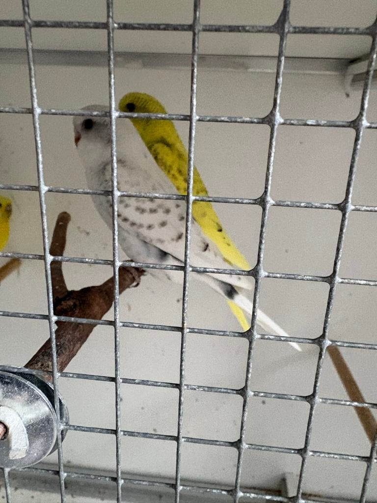 Vogels, Dieren en Toebehoren, Meerdere dieren, Parkiet, Geringd
