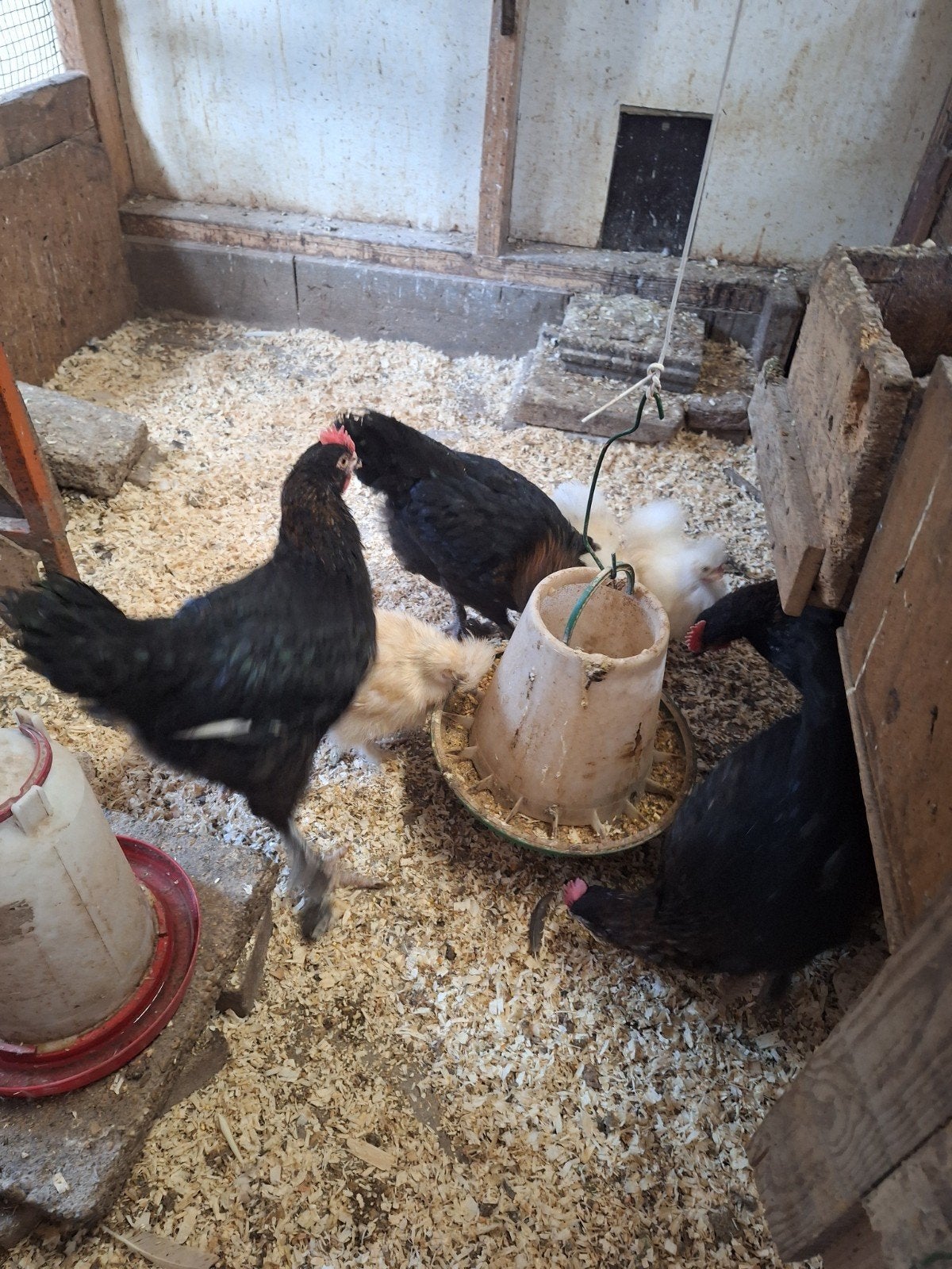 Jonge marans hanen, Mannelijk, Kip