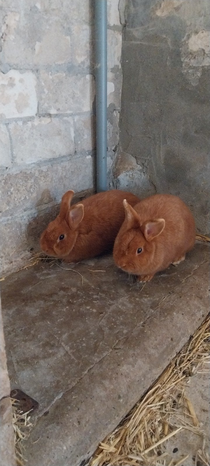 konijnen, Dieren en Toebehoren, Konijnen, Vrouwelijk