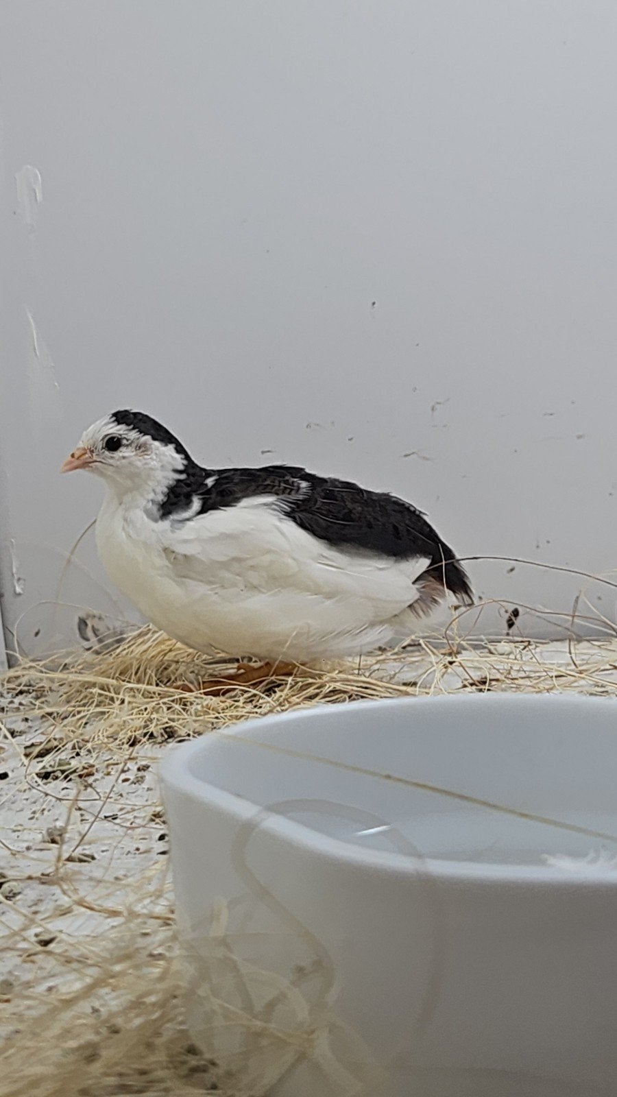 3 chinese dwergkwartel haantjes, Dieren en Toebehoren, Vogels | Overige Vogels, Mannelijk