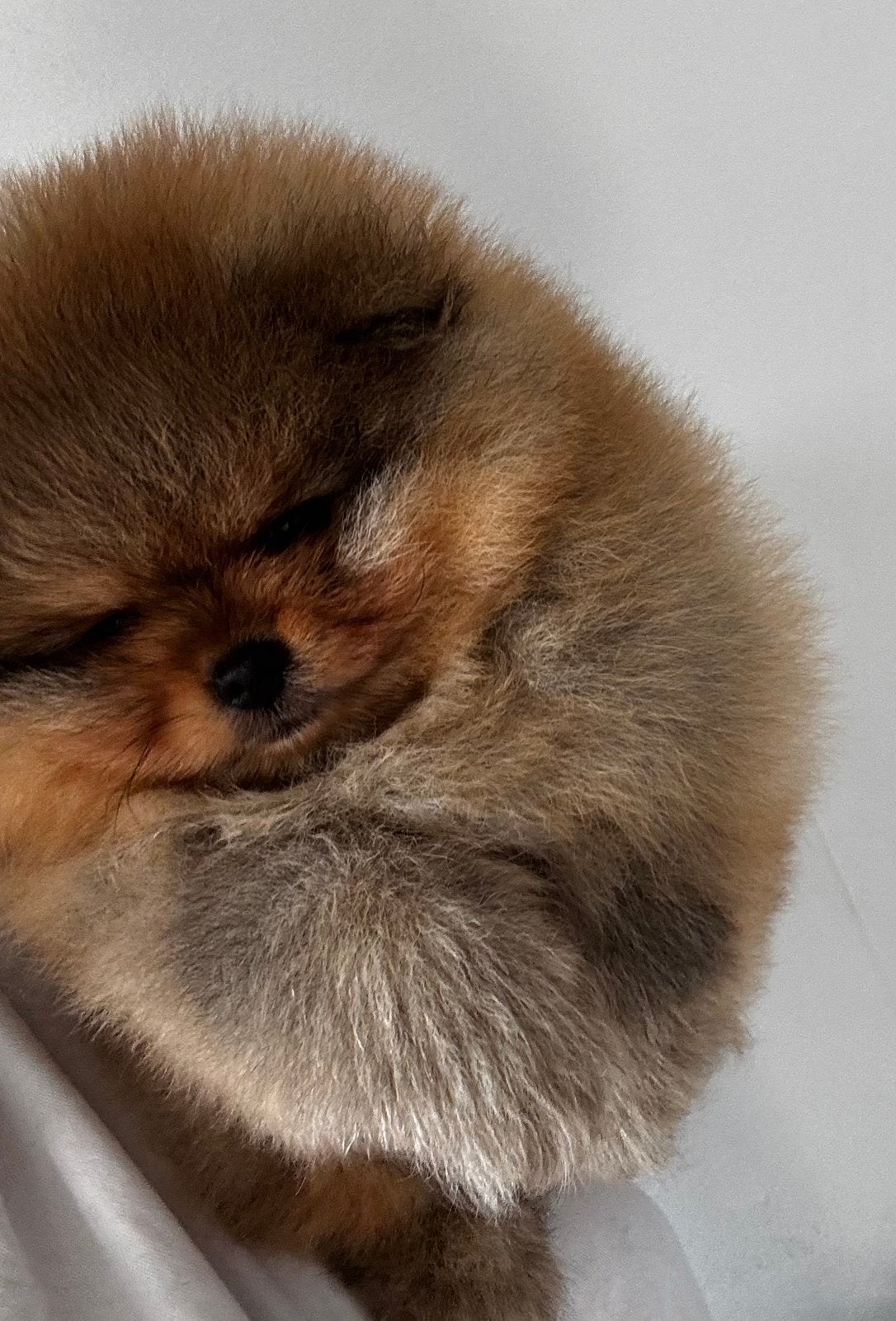 Pomeranian - Dwergkees + Garantie op gezondheid!, België, Fokker | Hobbymatig, Keeshond, 15 weken tot 1 jaar