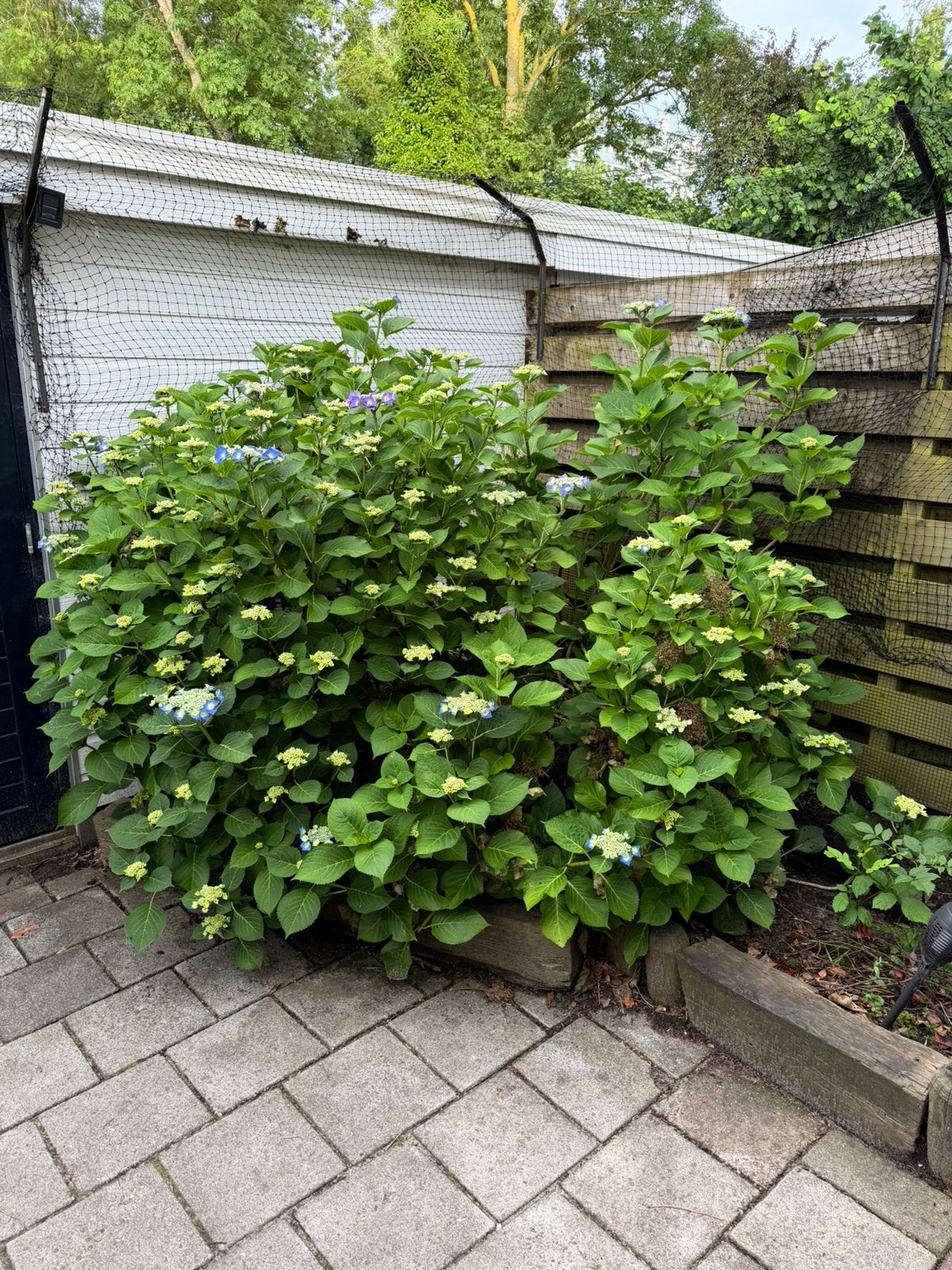 Gratis hortensia, Tuin en Terras, Ophalen, Hortensia, Struik, 100 tot 250 cm