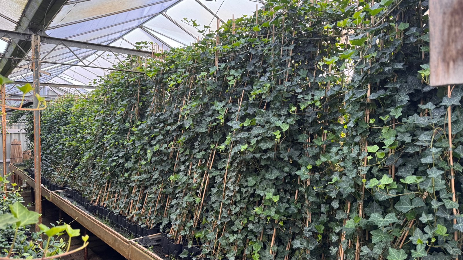 150 Hedera/klimop 175/200 cm incl bezorging max 150 km, Tuin en Terras, Ophalen