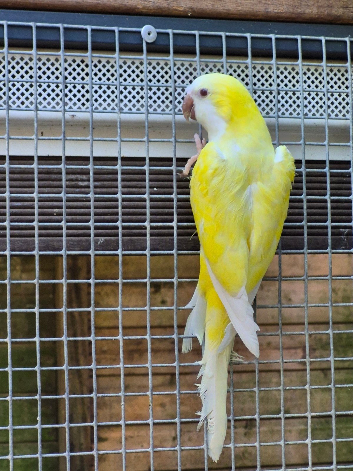 Ovj crème ino muisparkiet pop, Dieren en Toebehoren, Vrouwelijk, Parkiet