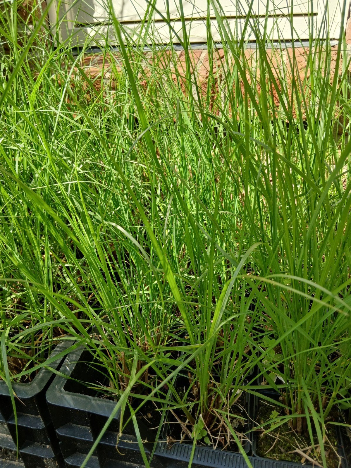 Lampenpoetsersgras - Siergras voor elke tuin, Ophalen, Volle zon, Vaste plant, Siergrassen