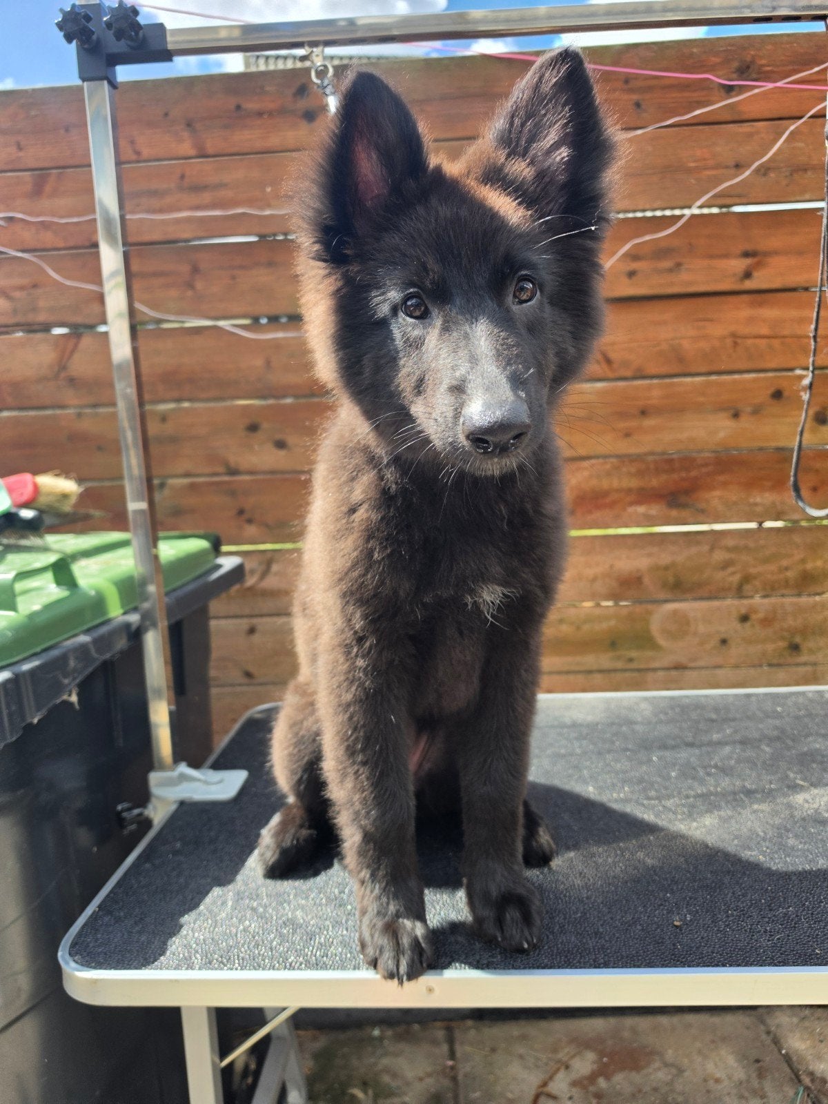 Langharige herder pups mogen meteen mee!, HCC (leverziekte), Reu, 8 tot 15 weken, Groot