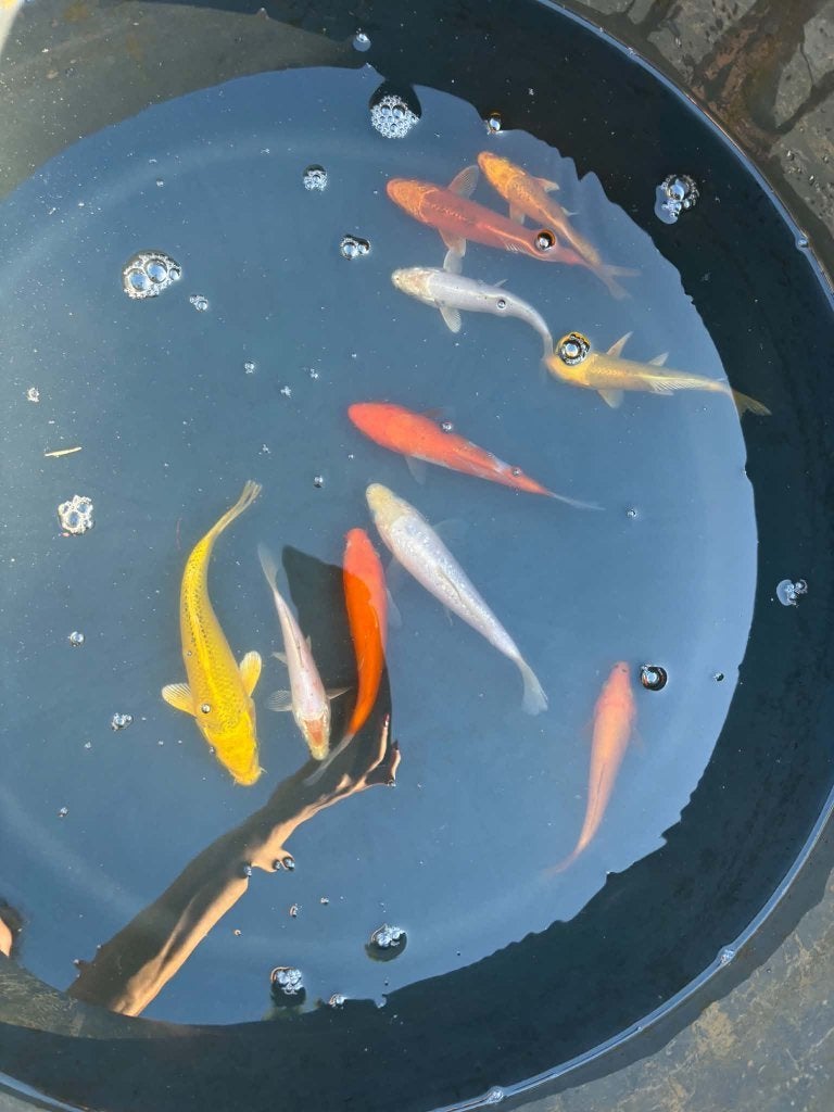 10x Benigoi, Kohaku, Shiro Muji, Yamabuki & Metallic Koi, Karper of Koi