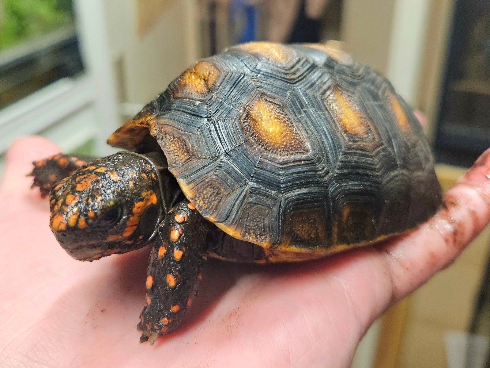 Kolenbranderschildpad – Chelonoidis carbonarius – nk 2025 Tortoise photo 3