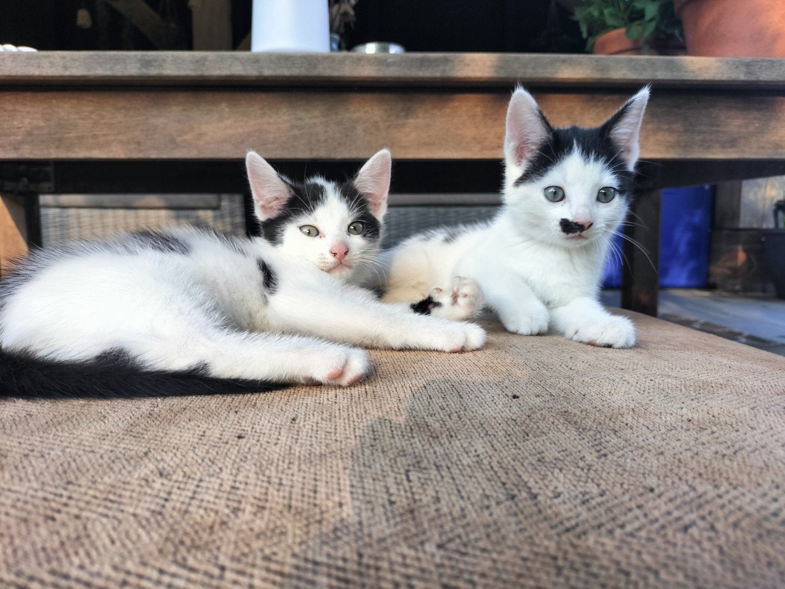 Boerderij kittens, Dieren en Toebehoren, Katten en Kittens | Overige Katten, Meerdere dieren